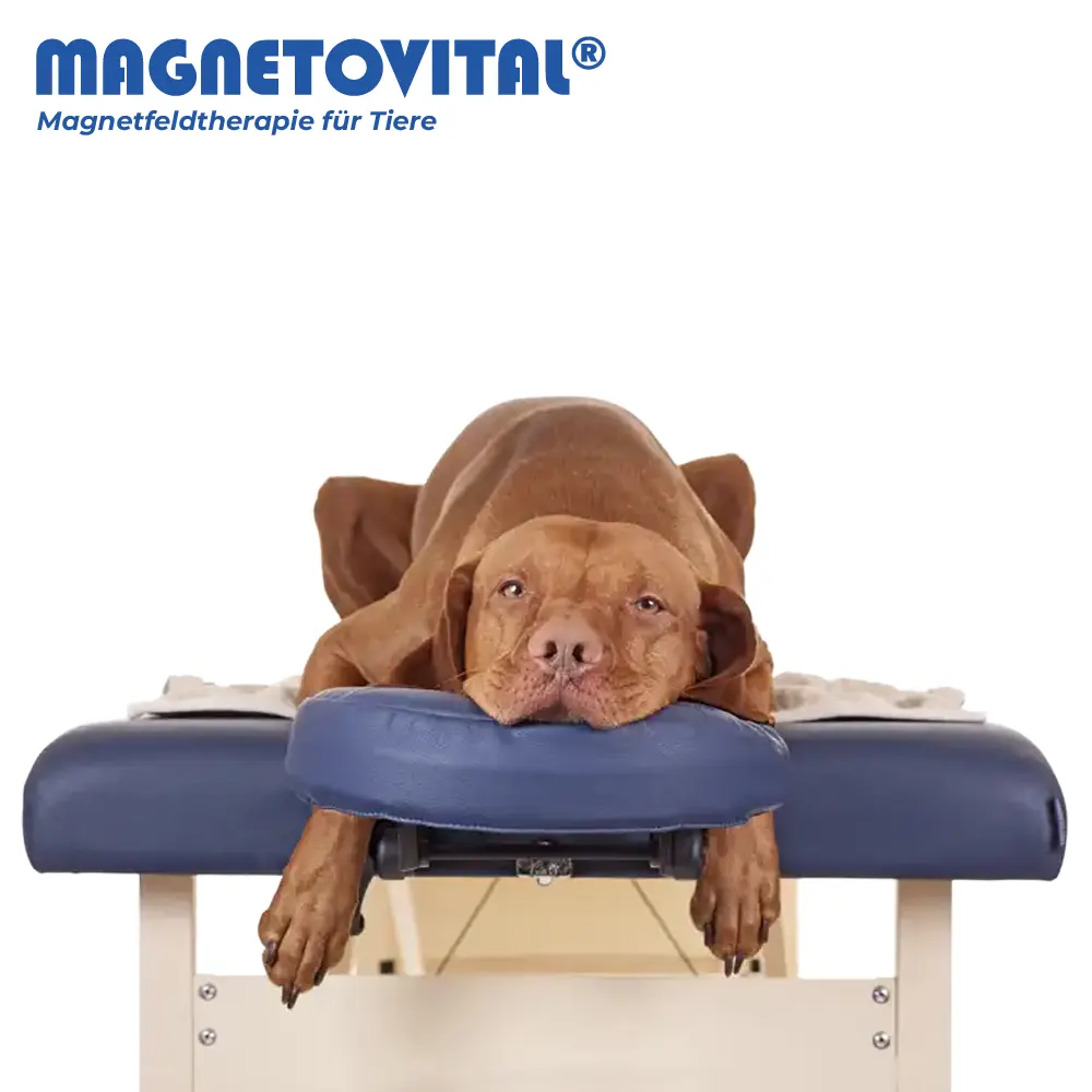 Magnetfeldtherapie für Tiere